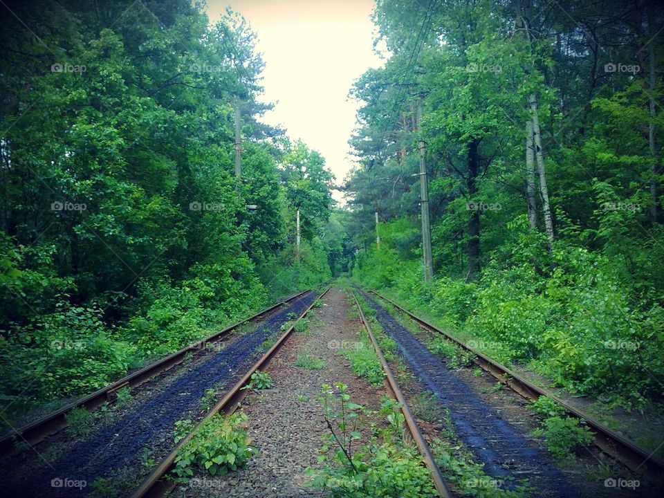 Tram in the woods