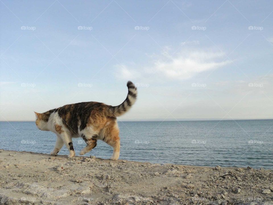 cat and sea