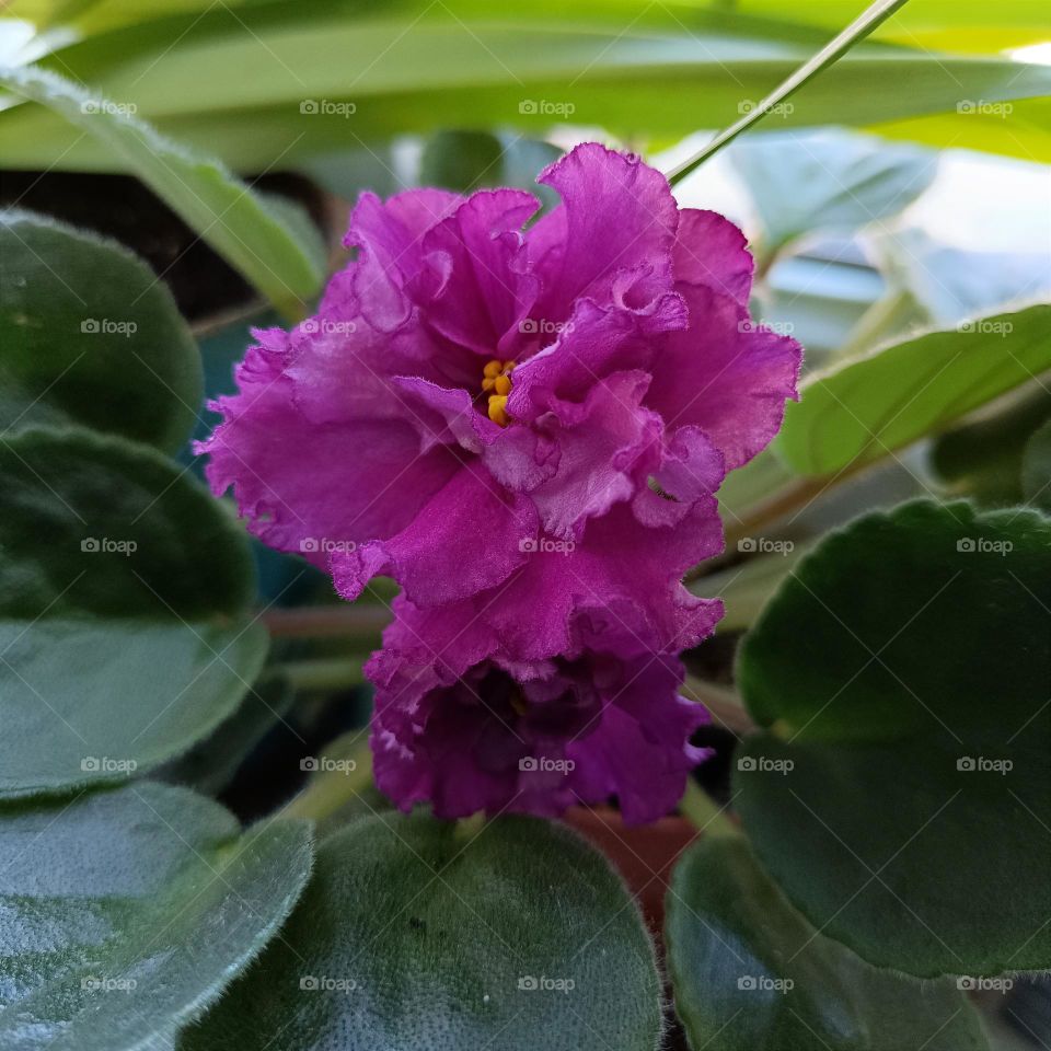 Pink blooming violet