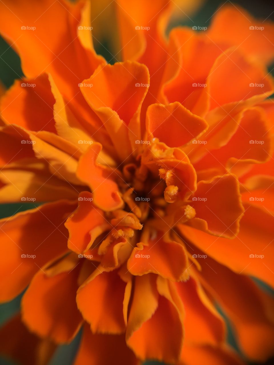 Marigold closeup