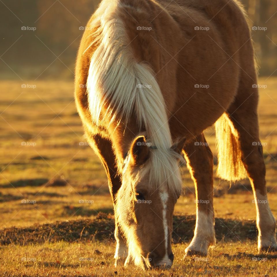 New Forest Pony grazing near Brockenhurst