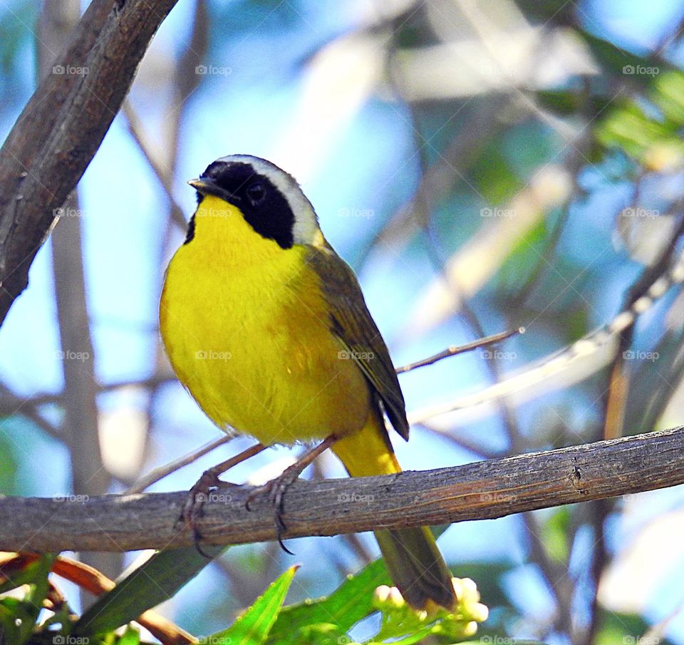 Bird perching on branch