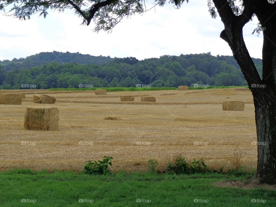 View of hay bales
