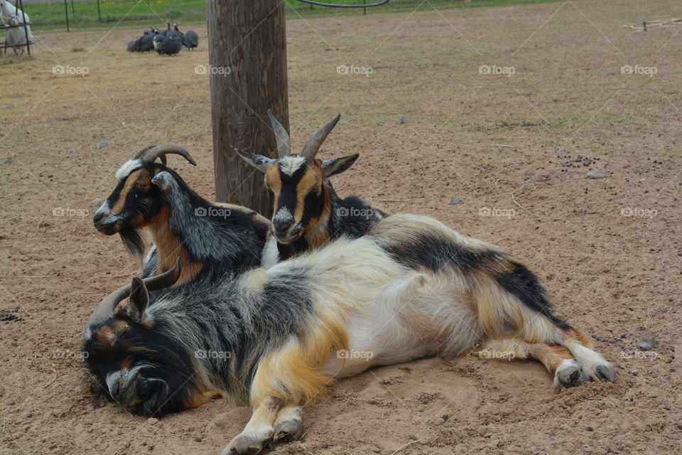 Three goat laying around at the grapeland drivethru safari in Texas 
