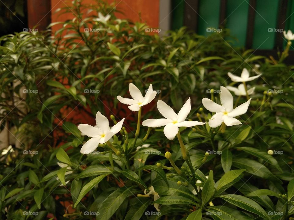 This plant can be used for scrubs because it has properties that are the secret of Indonesian women