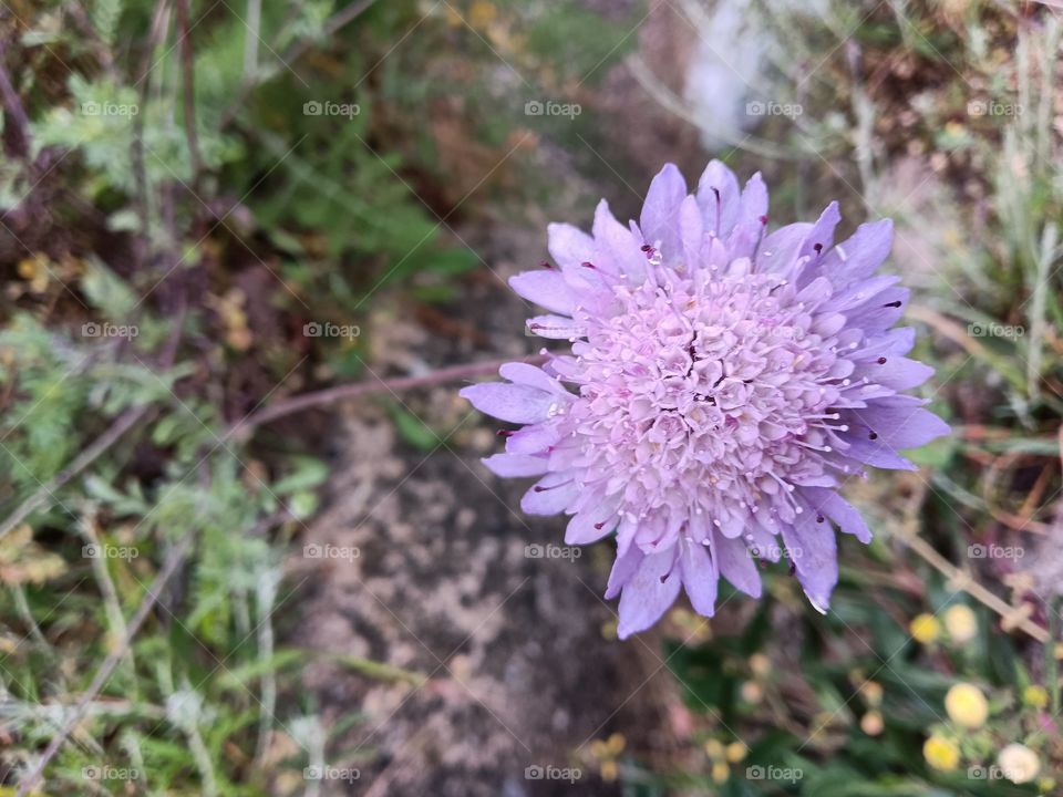 mandala Sagred flower