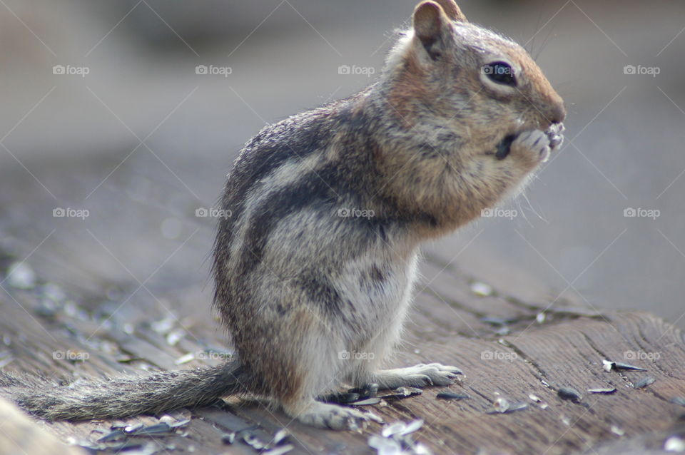 Chipmunk 
