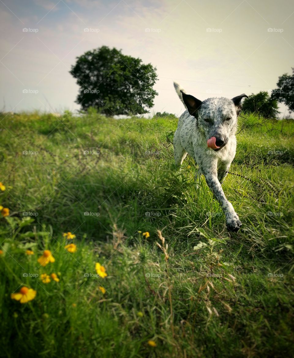 Blue Heeler Puppy