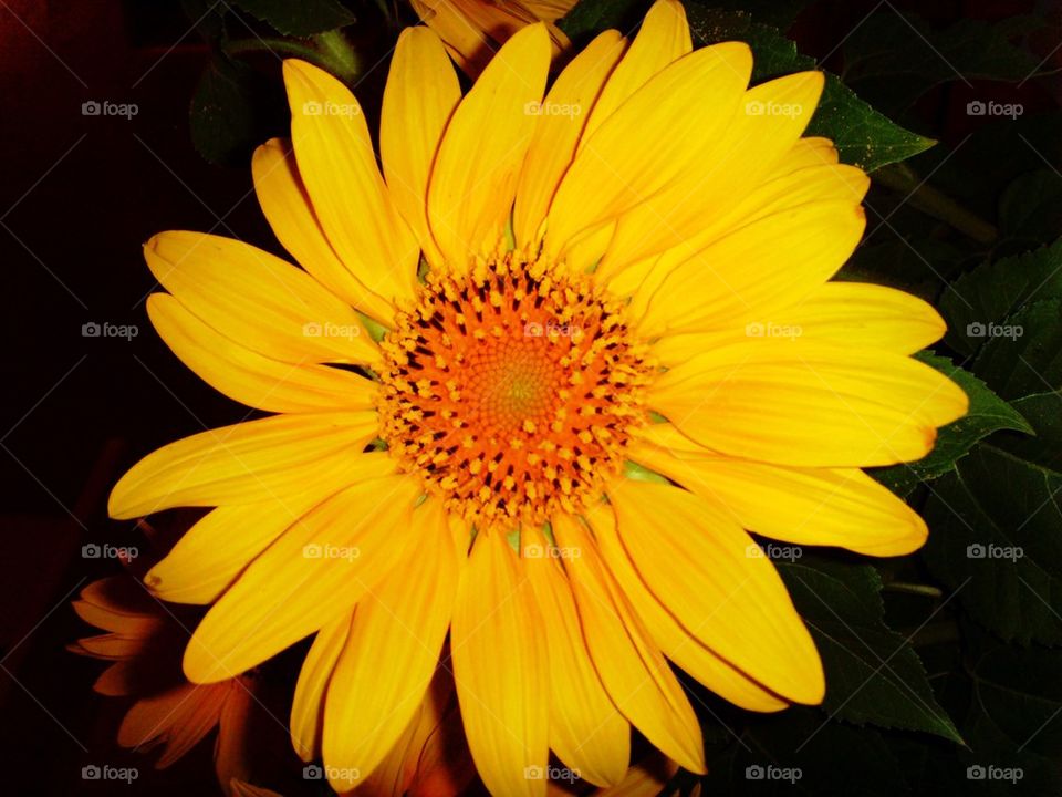 Sun flower