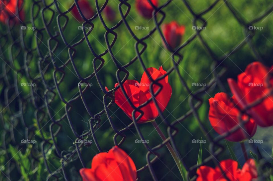 one of the first spring flowers are red tulips. on the photo is a chain-link label through which beautiful juicy petals of red tulips are visible