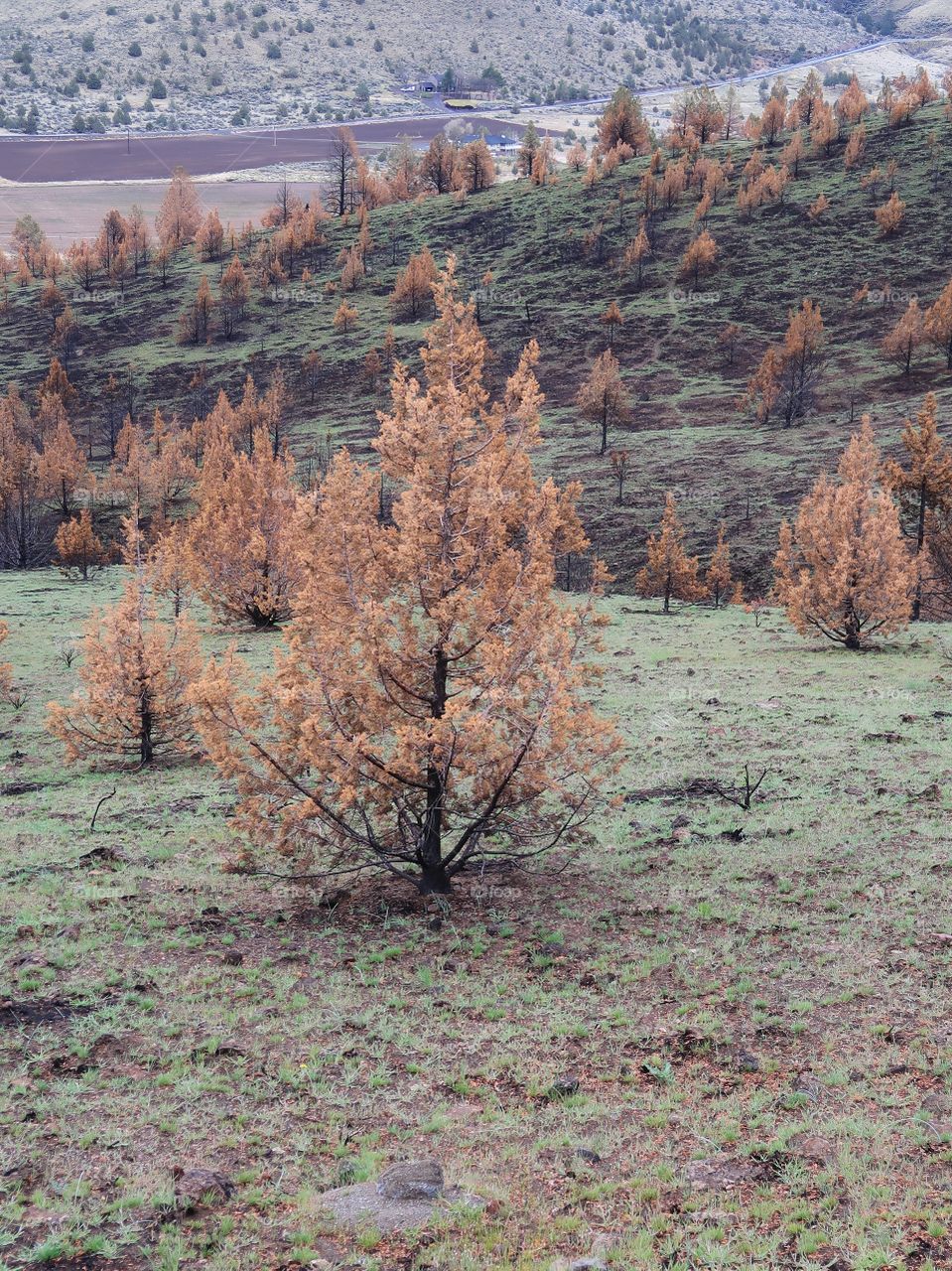 Juniper trees with brown needles and black trunks from a fire a year ago contrast with the bright green grass of spring on the hills above farmland in Central Oregon. 