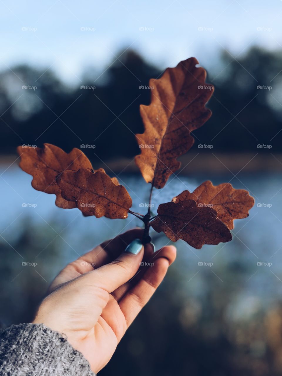 Leaf