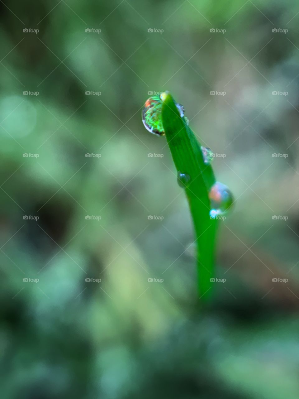 dew drop on the tip of a blade of grass reflecting the grass around it on a spring morning