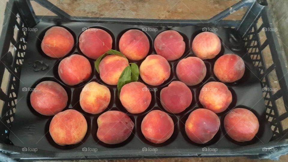 peach harvest