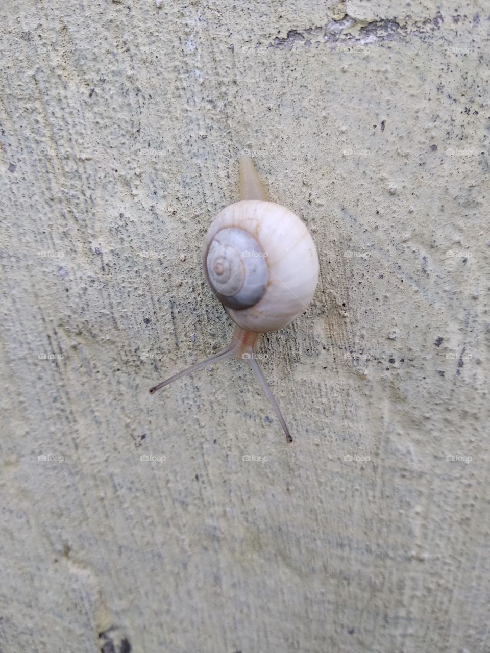 Snail