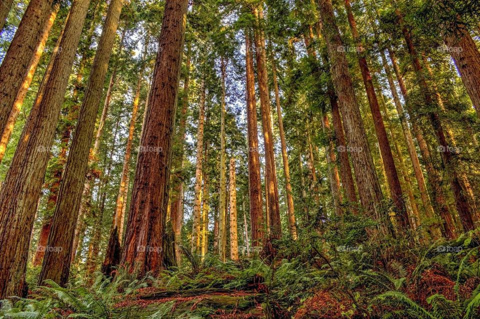 Low angle view of redwood trees in forest