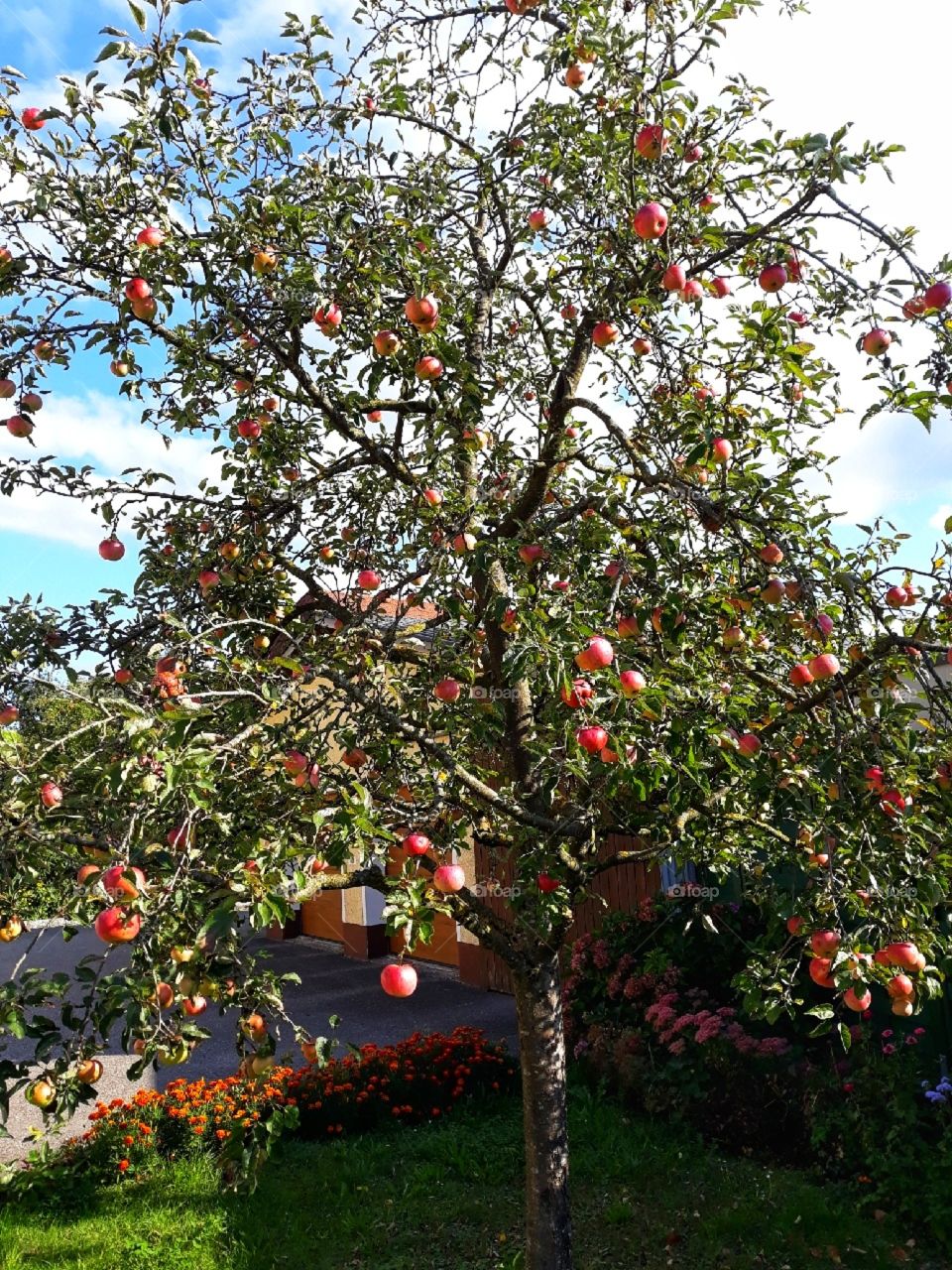 Apple tree in autumn season