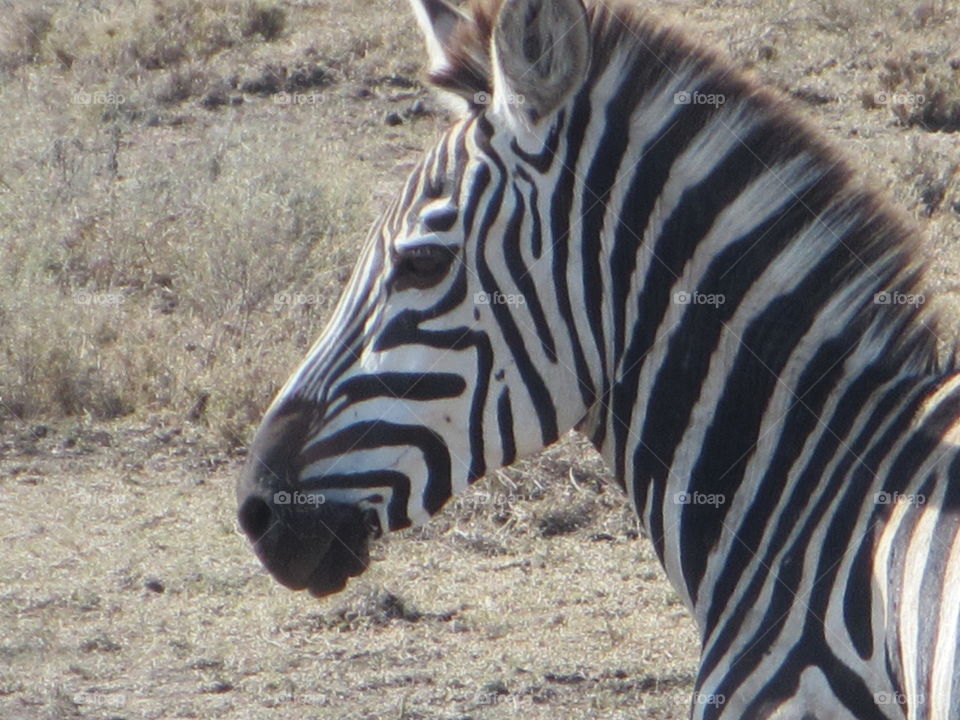 Zebra on Safari