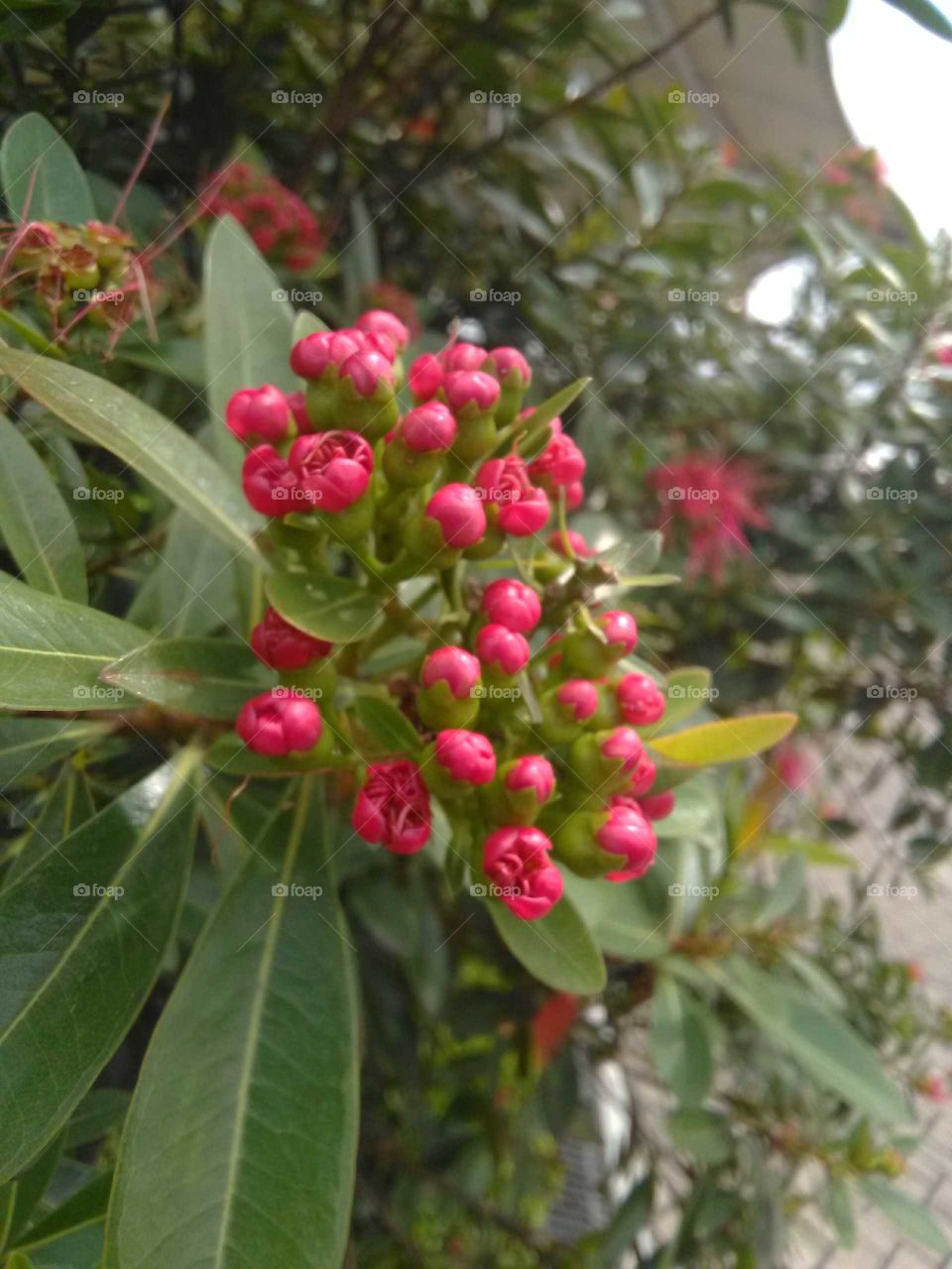 flower buds