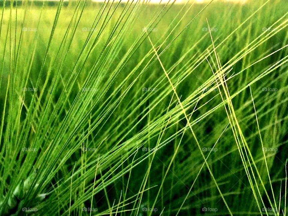 Grass. Lauki