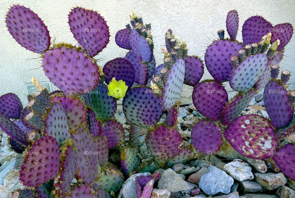 Cacti Flowering