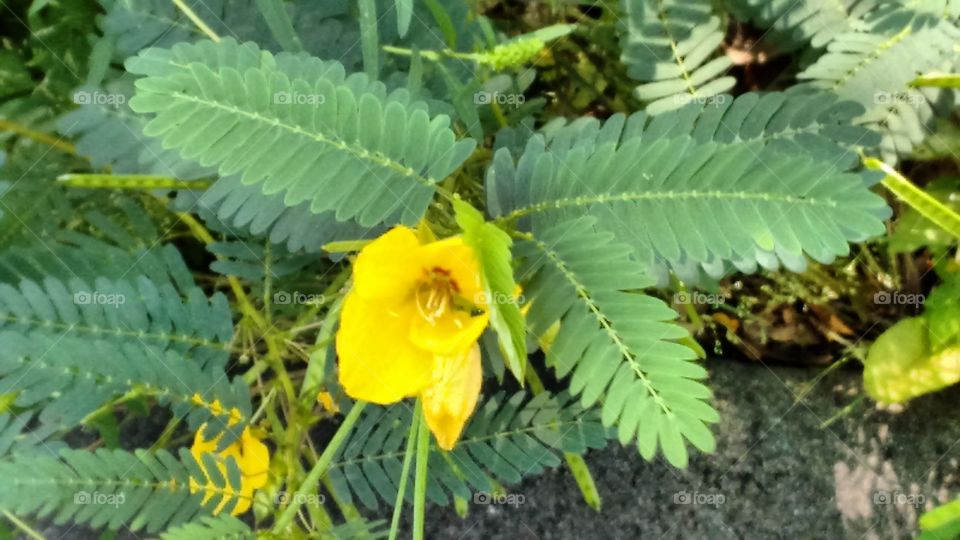 Partridge Pea flower