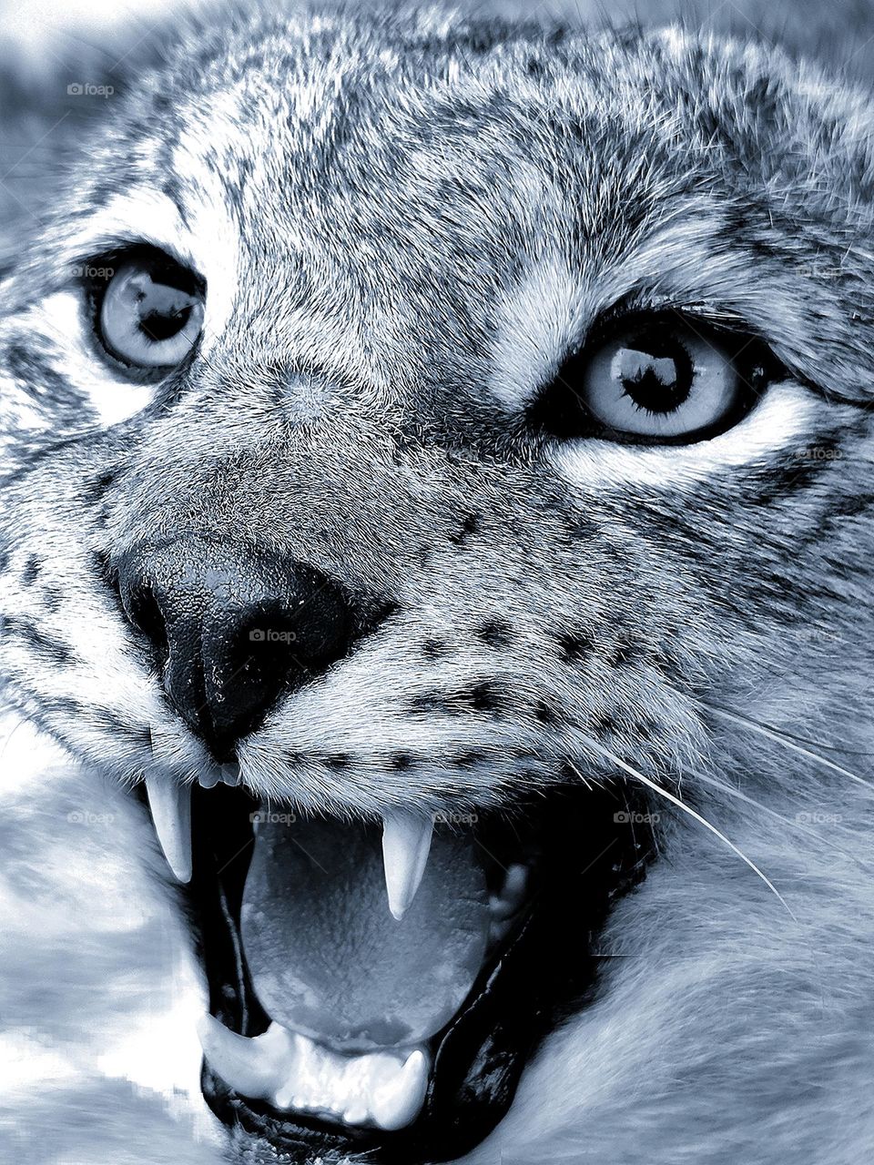 Anger.  Wild animals.  White lynx.  Close-up of the muzzle of a lynx in anger.  Open mouth with sharp fangs