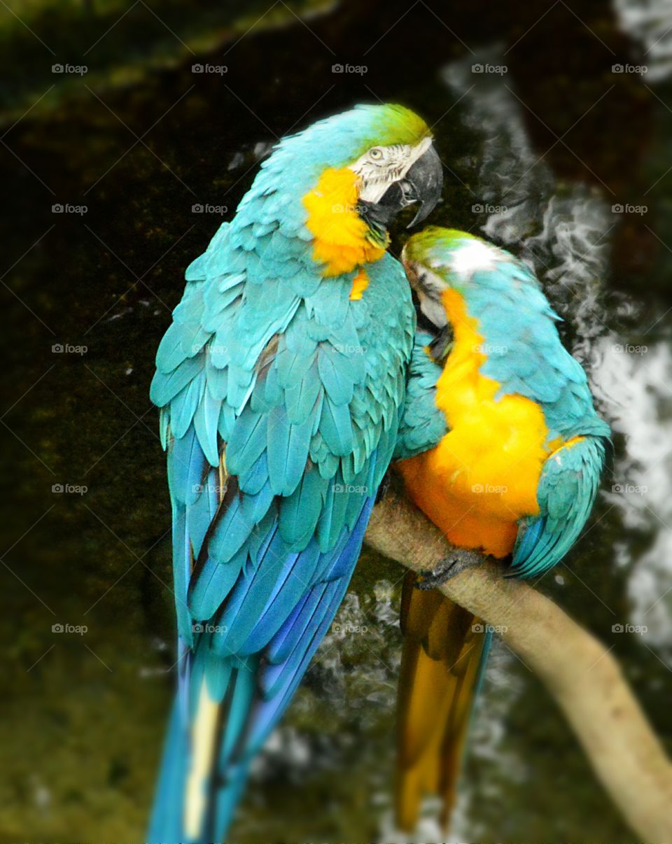 Macaws
