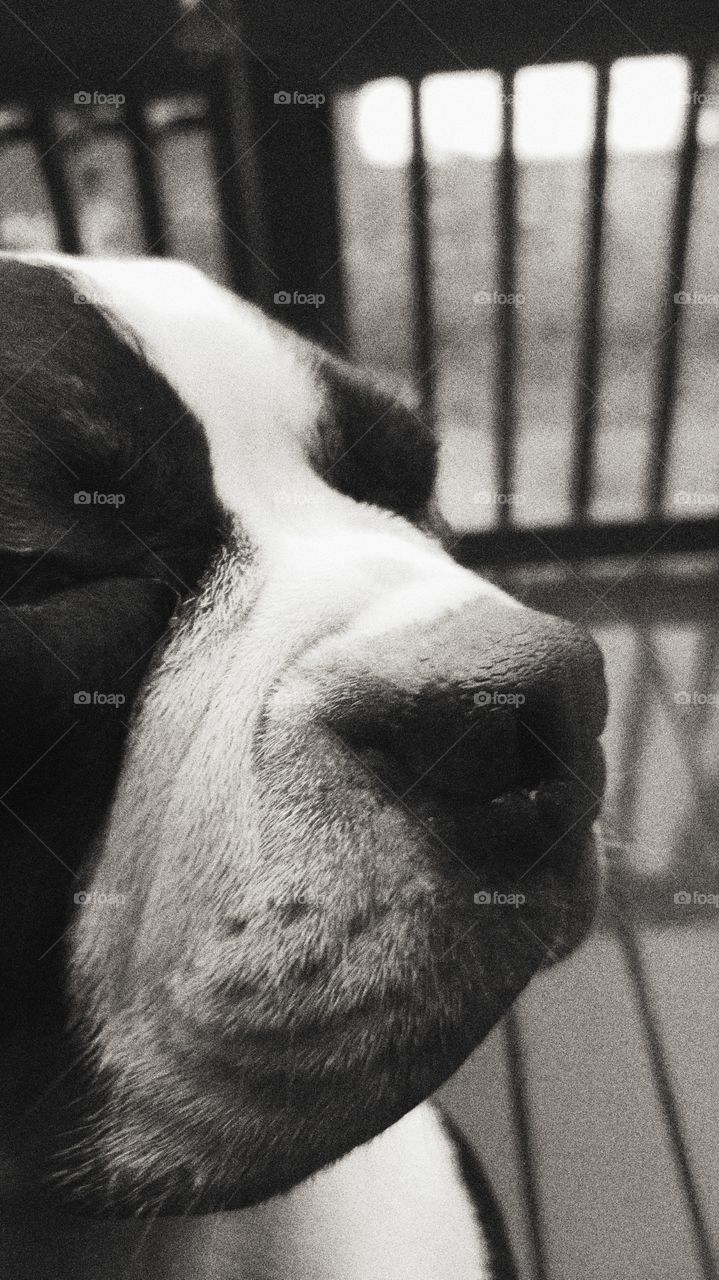 up close with a boston B&W