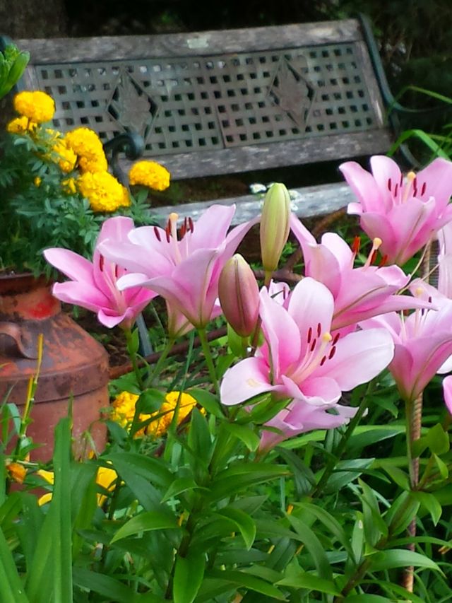 Pink Perfection