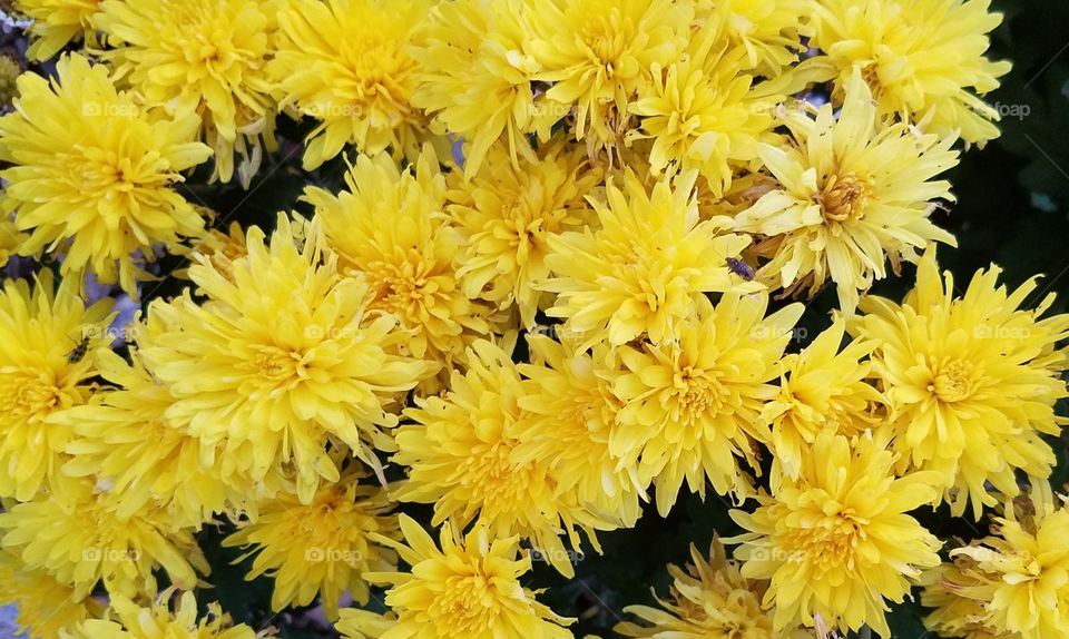 Beautiful Yellow flowers