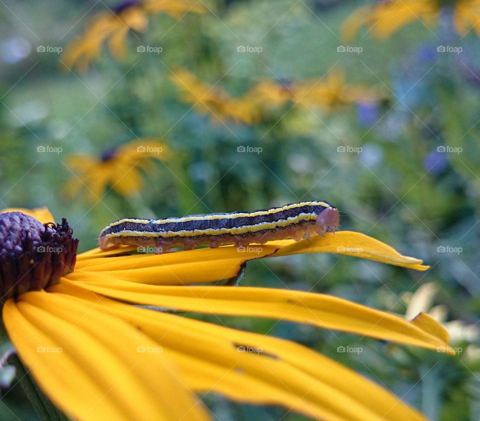 yellow wurm on yellow flower