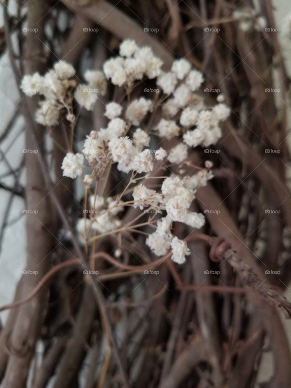 baby breath close up on a wreath of twigs,  nature did it best with accents
