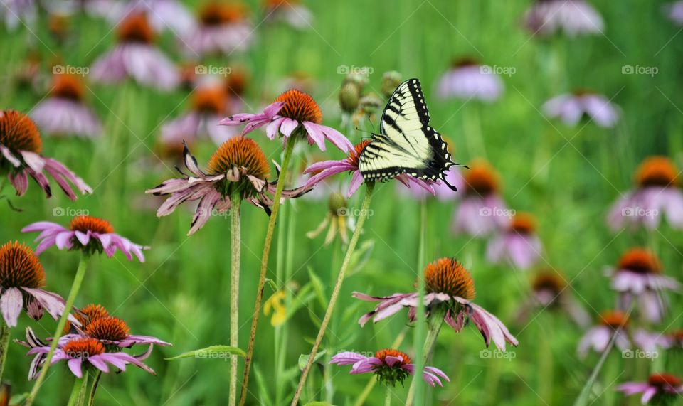 Wildflowers & Butterflies 1
