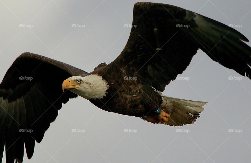 Bald Eagle in Flight