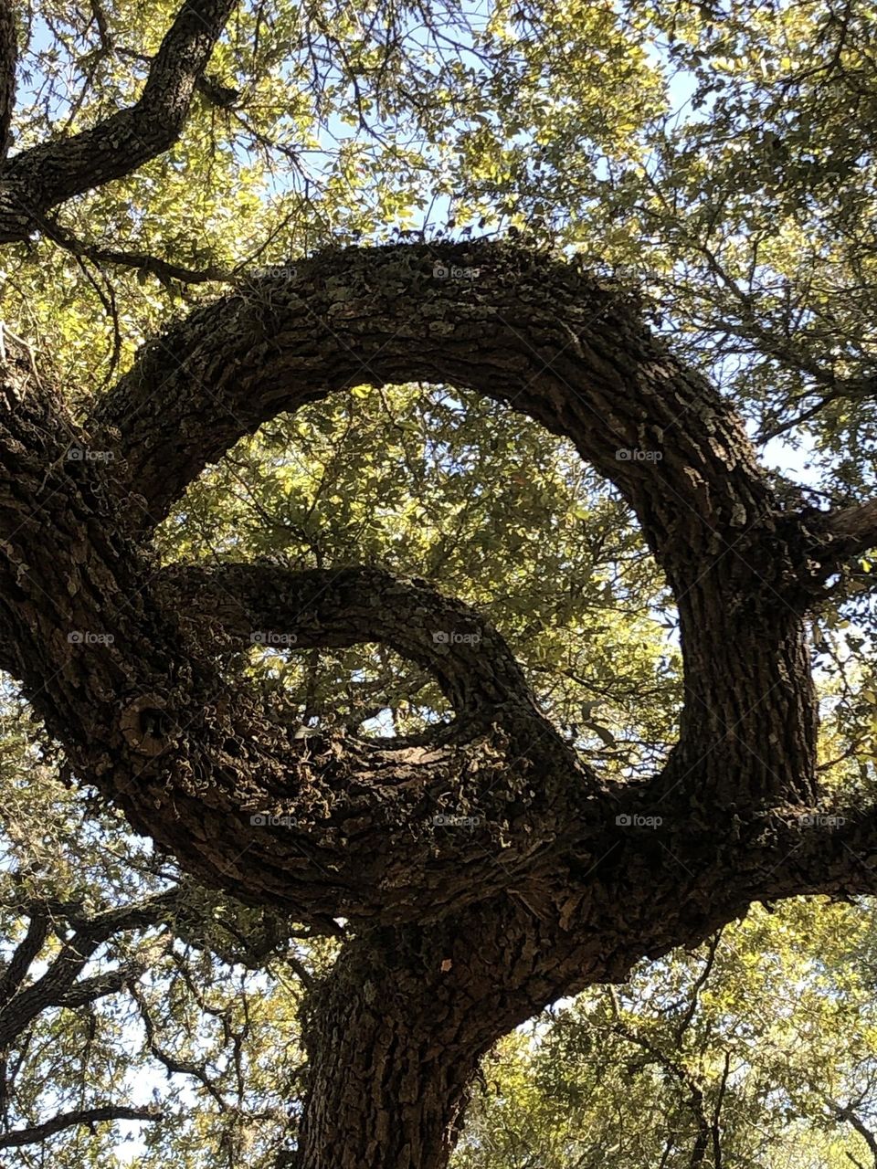 Found this odd shape of one of the live oaks here on the ranch yesterday. It looks like an eye to me 👀