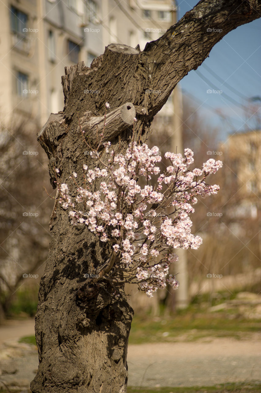 An old tree with sawn branches in the spring on one side gave a sprout on which beautiful pink flowers bloomed