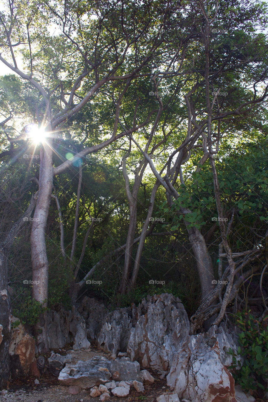 nature sun trees rock by jaedelrey