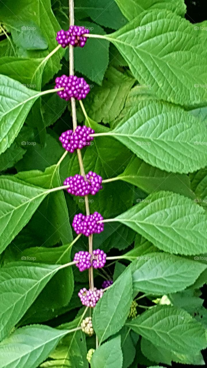 View of decorated plant