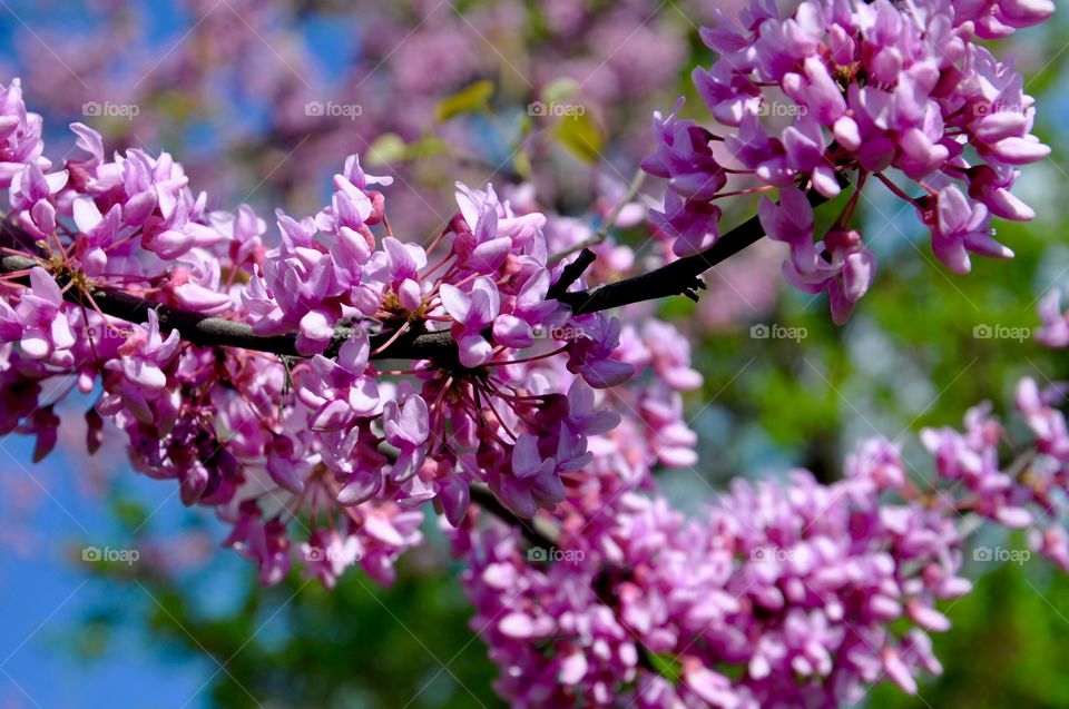 Cherry blossom on branch