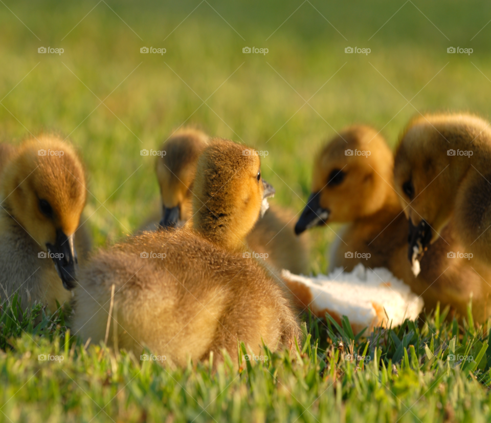 bread baby animal bird by lightanddrawing