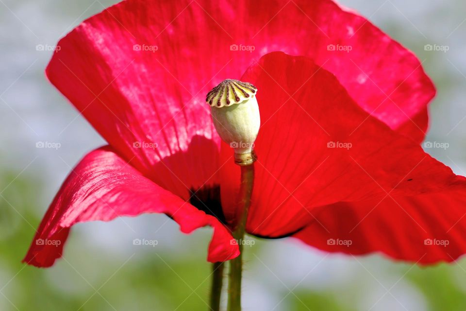 Mohnblüte Nahaufnahme