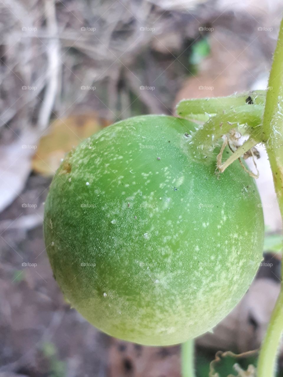 Cucumber in the garden