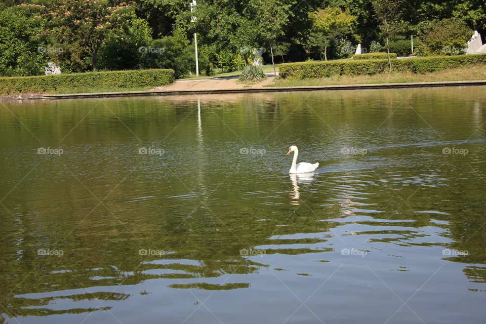 Lake