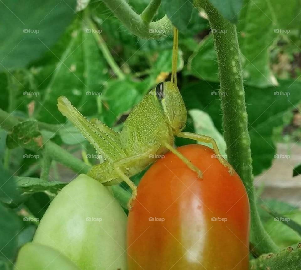 Grasshopper  on tomatoes