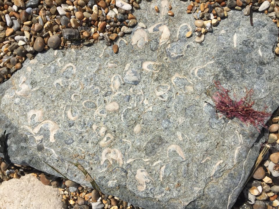 Fossils in a rock