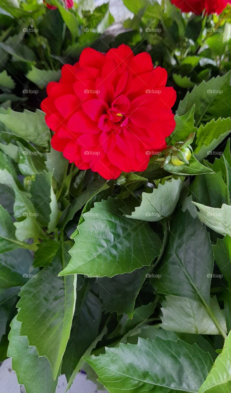 Red Dahlia flower, beautiful potted plants for the garden