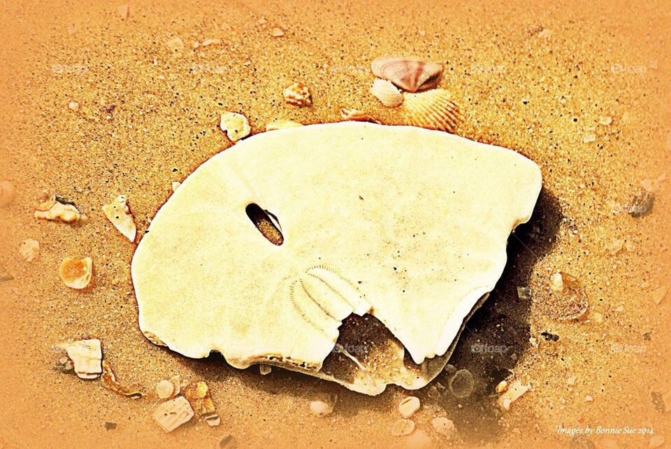 Sand dollar