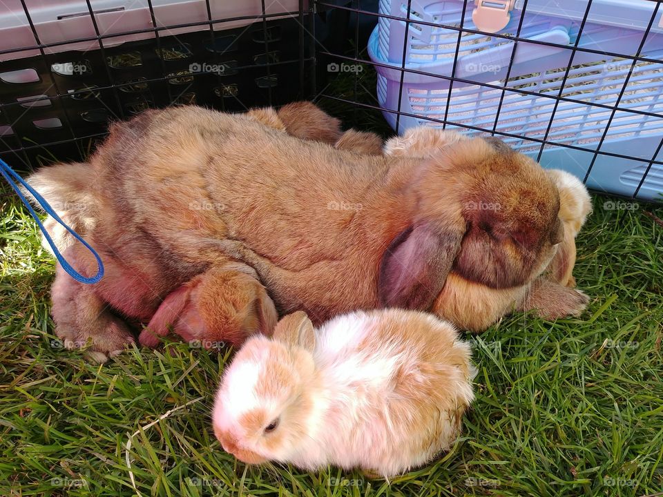 Holland Lop Rabbit Step-Father with ½ Holland Lop ½ Mini Lop Babies
