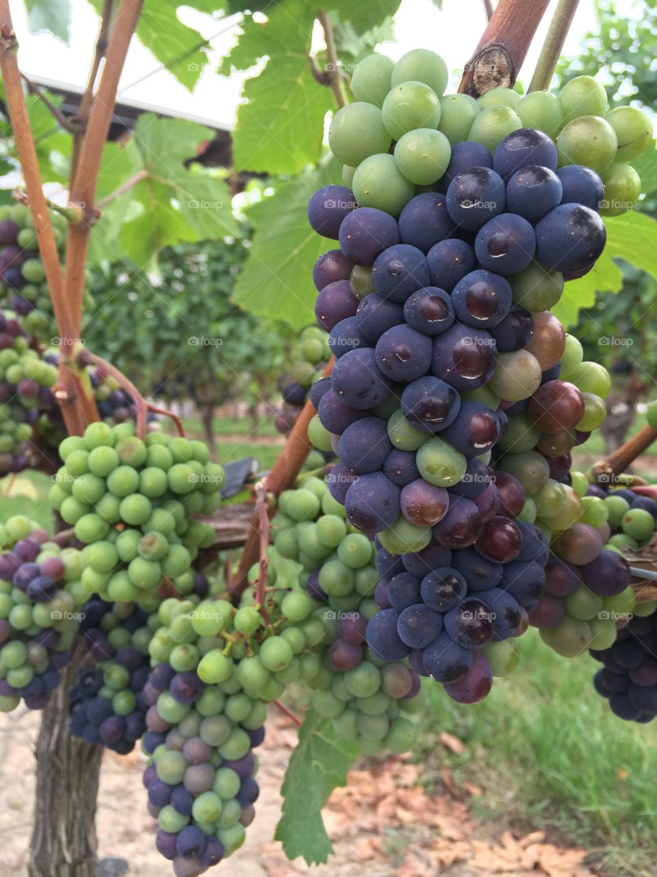 Pinot noir grapes in Niagara-on-the-lake 
